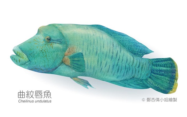 違法獵捕龍王鯛 海委會昨已展開偵查