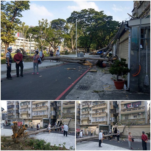 公園路樹倒臥橫躺人行道 慎波民宅及6輛機車