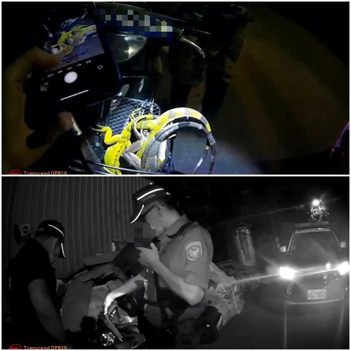 山區槍聲乍響…原來獵捕綠鬣蜥