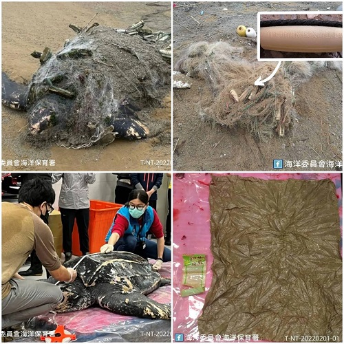 擱淺革龜病理報告出爐 網具纏繞及感染為主要死因