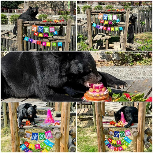 熊粉」看過來！「熊風」吹起來！壽山動物園特製生日蛋糕慶祝「黑皮波比day」