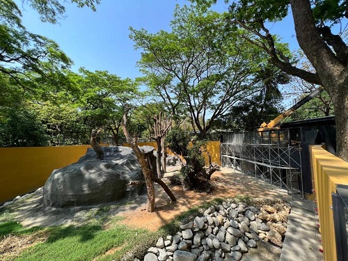 打造最友善、最有趣的動物園！ 黑猩猩四月底歡喜入新厝，壽山動物園預計9月底10月初完工開園1