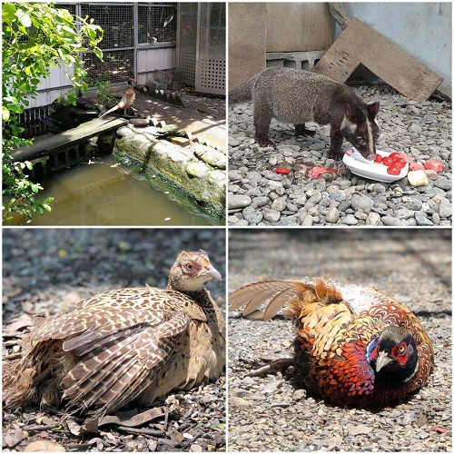 壽山動物園另類建教合作！3隻環頸雉與1隻白鼻心到校上課 內埔農工師生為動物轉學生量身打造新環境