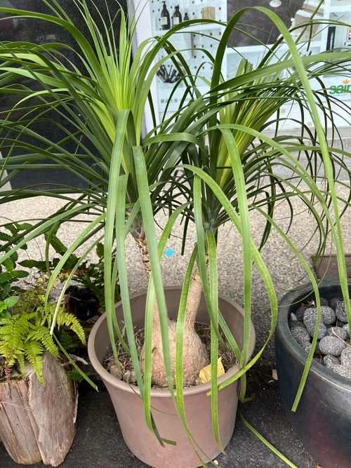 幸運草酒瓶蘭顯靈性 偷盆栽送友慶生 還沒送成先送辦！1