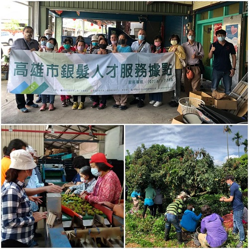 高市勞工局媒合銀髮特攻隊 助大樹區農場採收玉荷苞1