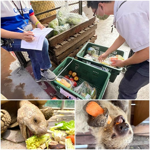 壽山動物園x家樂福「續食計畫」啟動 大象「阿里」及動物好友們大快朵頤2