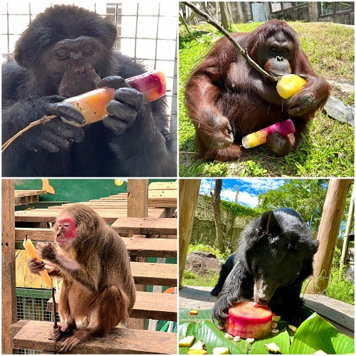 壽山動物園動物夏至點冰 皇冠冰城端出果汁冰迎戰暑氣