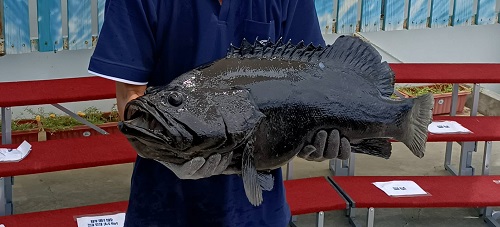 高市府投入1.5億元建構冷鏈倉儲 補助石斑魚養殖業者銷售價格每公斤20元 協助漁民渡過寒冬1