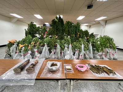 泰籍夫妻檔以菜園當大麻農場 小港警查獲百餘大麻植株 市值近千萬1