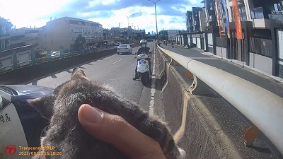 浪貓被撞倒路中 暖警無懼被咬伸手救