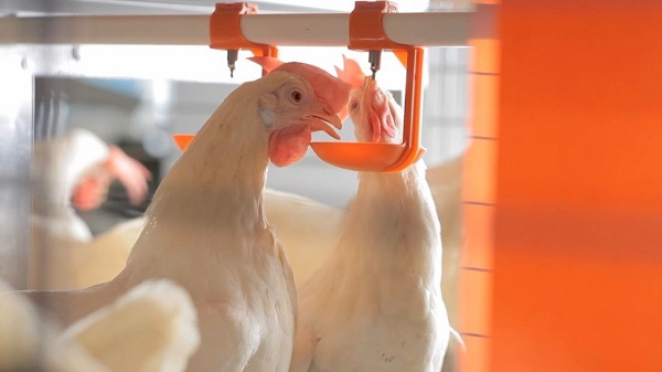 高市積極提升養雞場經營環境 輔導石安牧場動物福利蛋 友善飼養與循環經濟典範1