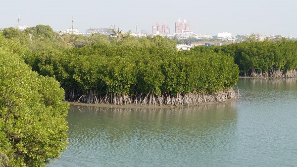 購買藍碳碳權，企業高度意願，海委會已完成「藍碳方法學」1