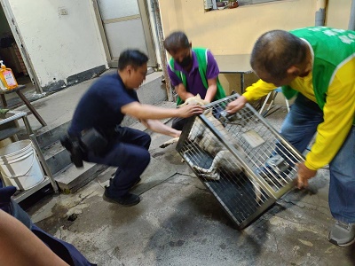 浪犬遭撞受傷，遇熱心警呵護救治