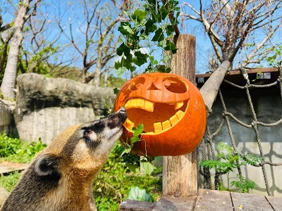 萬聖節南瓜爭霸戰， 壽山動物園巧手為動物加菜1