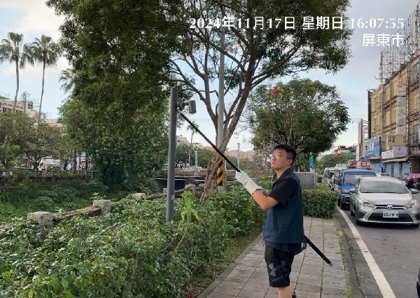 屏東綠鬣蜥今年移除逾3萬隻1
