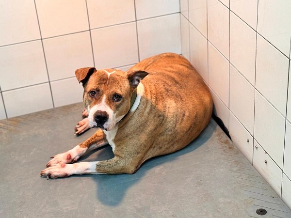 不只比特犬有攻擊性! 6大危險犬種和有攻擊紀錄犬隻外出都應依法防護1