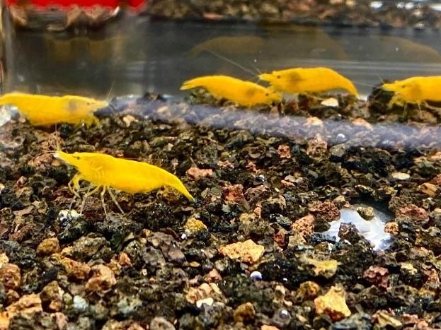 屏東金牌觀賞魚驚艷登場 暑期最強親子生態展演在屏東農業物產館 四大主題週末 × 三大展售主題區 × 國際高峰會熱烈開展1