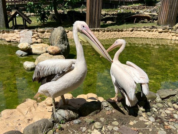 壽山動物園歲末迎「新」朋友 鵜鶘、侏儒羊、兔豚等多種動物報到1