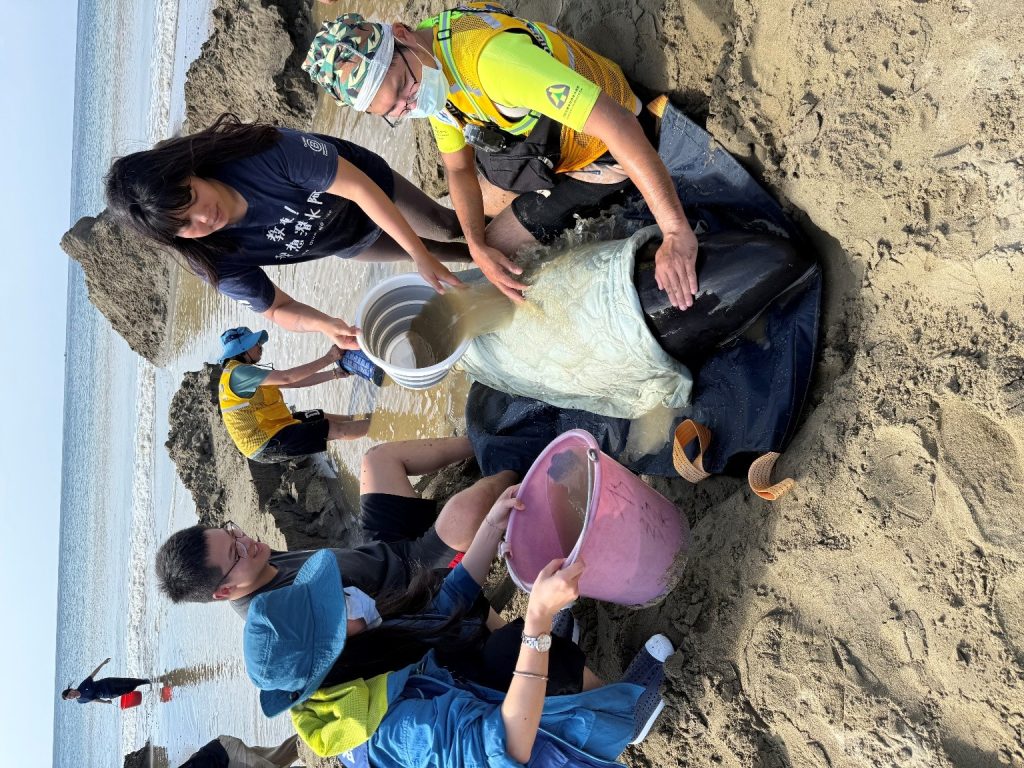 小虎鯨回家了！屏東擱淺救援成功 MARN團隊助其重返大海1