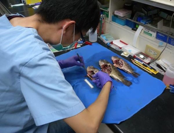 立春魚苗放養期 動保處提供錦囊妙計 防範疾病創造大豐收1