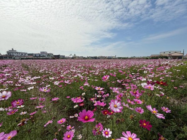 超人力霸王現身美濃、杉林 守護繽紛花海，感受大地之光1
