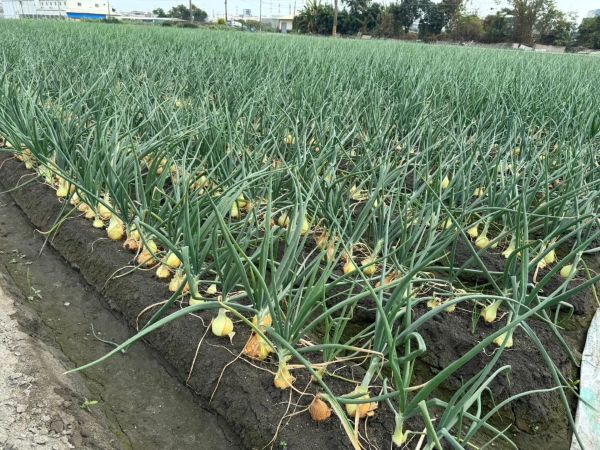 高雄林園新鮮洋蔥正式上市 大球洋蔥鮮甜可口 即日起開放訂購1