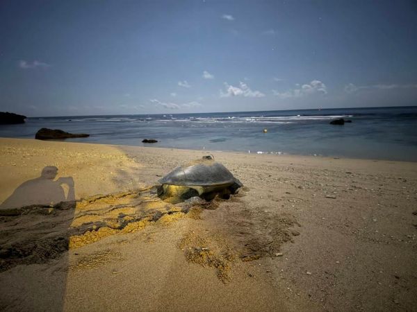 氣候變遷下，小琉球罕見冬季低溫卵窩 有望成為海龜雄性稚龜的重要來源1