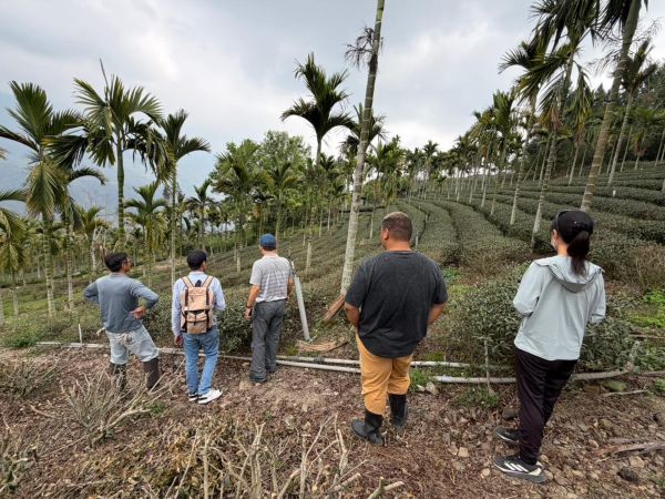 1-2月乾旱(遲發性)致災 茶農損救助即日起受理1