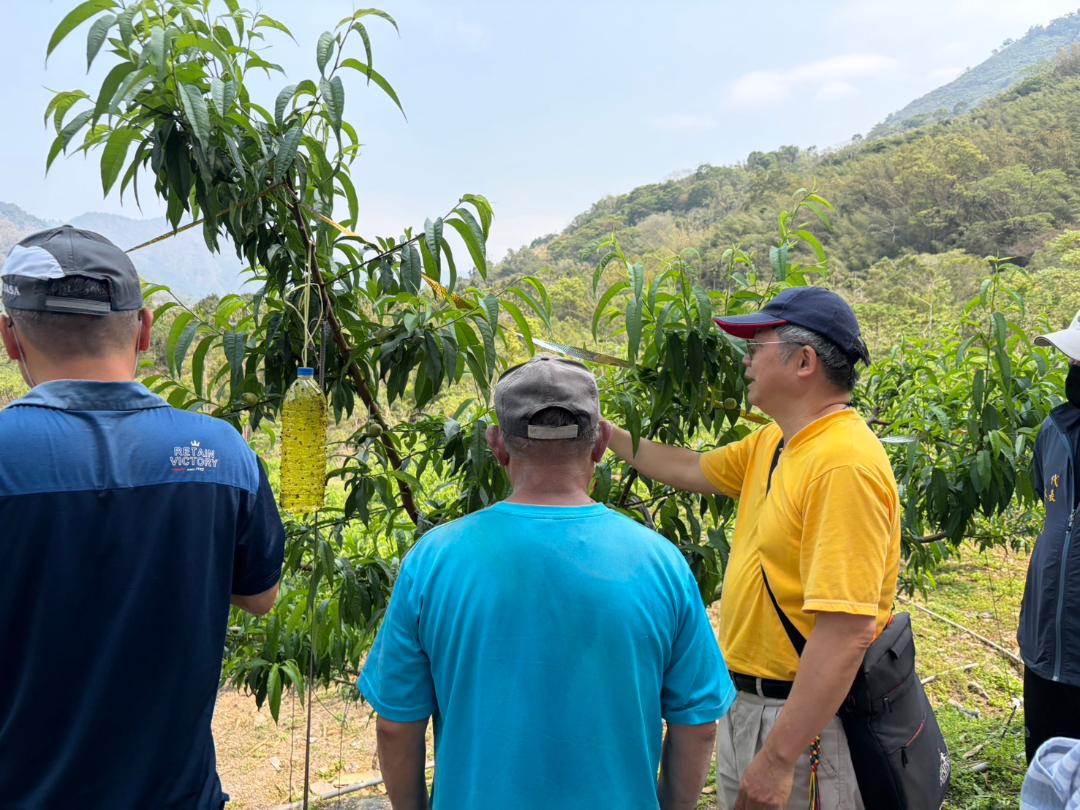  1-2月乾旱(遲發性)致災 那瑪夏區水蜜桃農損救助即日起受理1