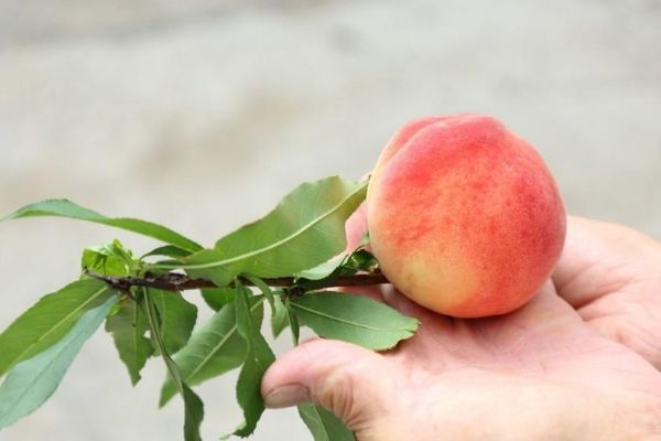 2026那瑪夏賞螢暨水蜜桃季登場 邀民眾走進民生休區體驗生態農遊1