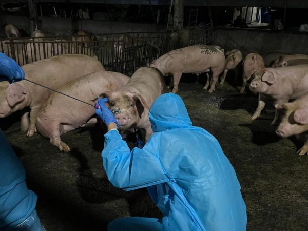 九如鄉未登記養豬場違法餵飼廚餘 重罰43萬元 防堵非洲豬瘟風險1