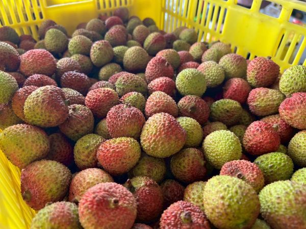 產量回穩、獎勵加碼 玉荷包荔枝外銷啟航 高市府攜手農民「荔」挺全球市場1