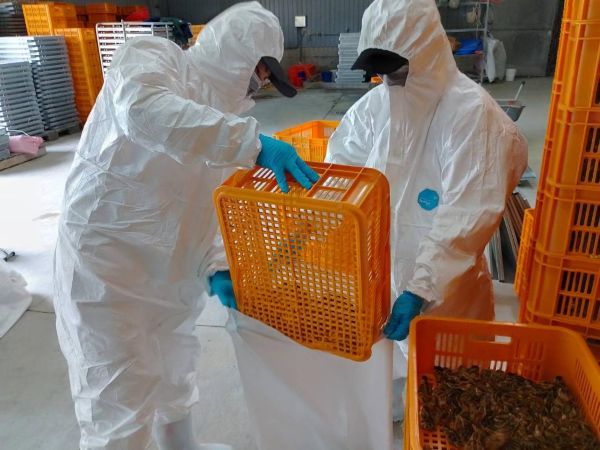 養禽業者主動通報鹽埔鄉鵪鶉場確診感染H5N1禽流感1