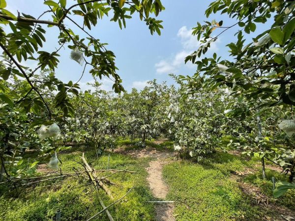 高雄芭樂鮮甜登場 全聯限時優惠開跑1