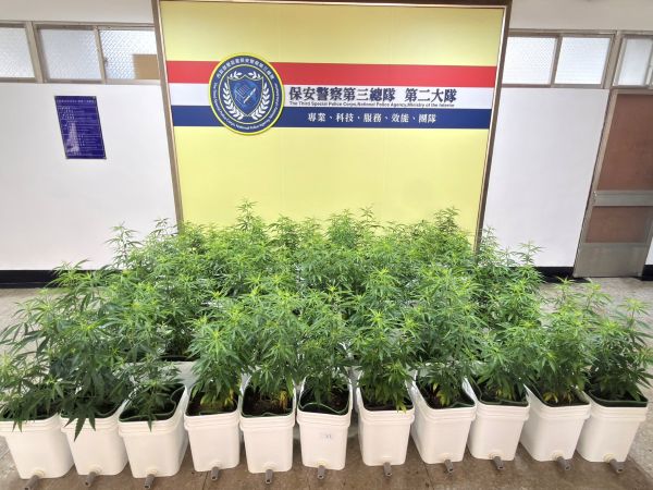 「高科技扦插分身術」1株變67株 保三總隊瓦解大麻工廠 斷絕黑市千萬毒源1
