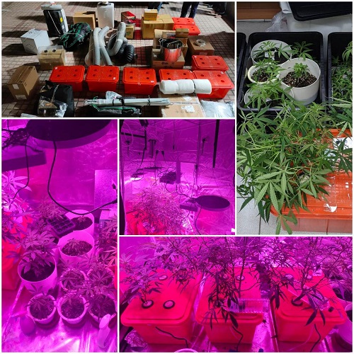 連續假期治安不打烊！ 毒販在家種植大麻販售欲賺「連假財」