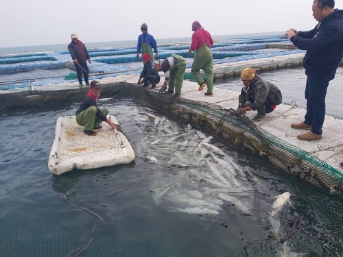 漁業署赴澎湖關心海鱺寒害災情 請澎湖縣政府儘速認定災損，以協助漁民恢復生產