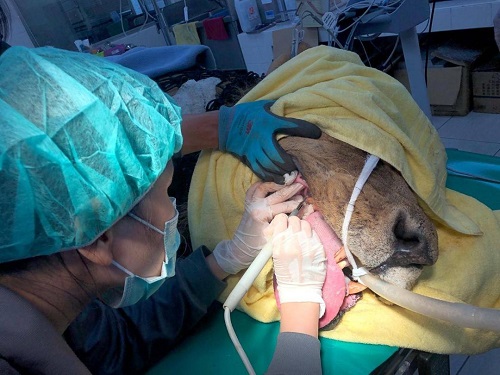 壽山動物園非洲獅「大哥」、「萊恩」洗牙趣 獸醫師及保育員大陣仗健檢3