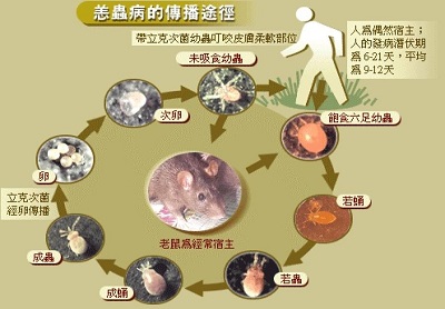別來無「恙」！工作中的蚊蟲咬傷亦可能是職業傷病！1