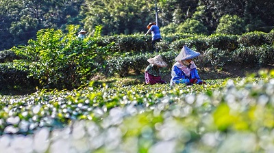 慈心淨源茶榮獲2023全國有機茶TAGs評鑑肯定 球型清香烏龍茶、條形包種茶再度得到特選、精選等級1