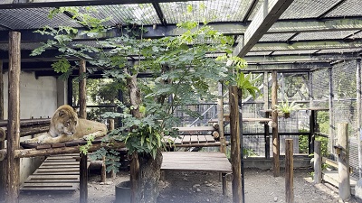 屏科大保育類野生動物收容中心 獅虎「阿彪」生日慶獲大禮！籠舍翻新交屋剪綵2