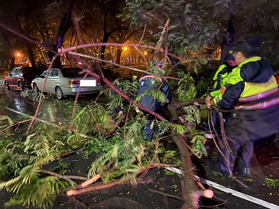 颱風夜路樹倒塌影響交通，警冒風雨及時排除