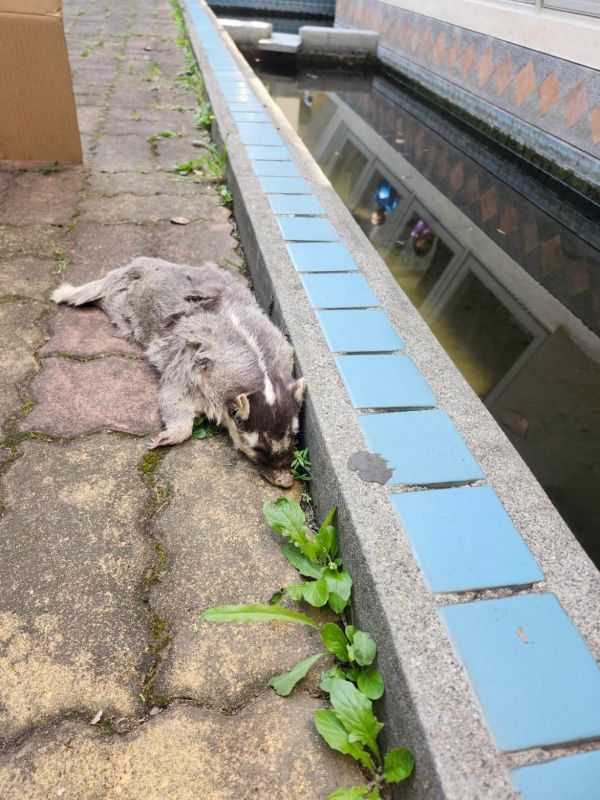 春日鄉死亡鼬獾驗出狂犬病 防疫所呼籲民眾遵守「二不一要」