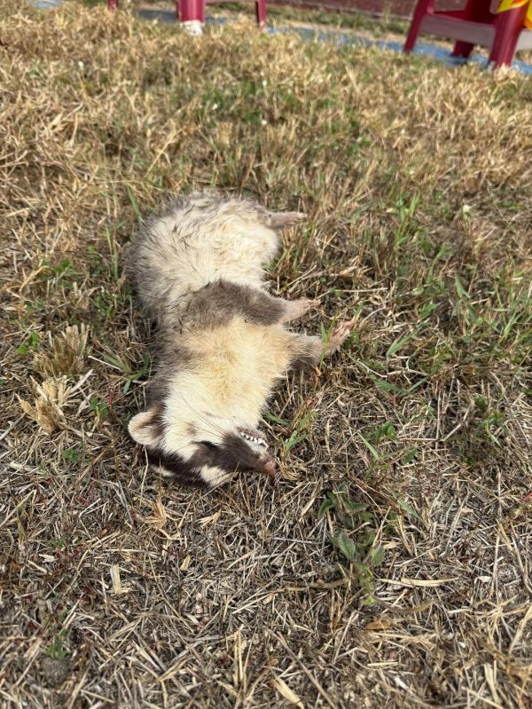 春日再現狂犬病鼬獾 屏東今年首例 集會所免費施打犬貓狂犬病疫苗1