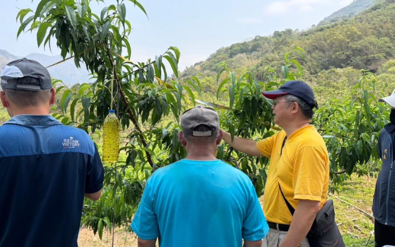  1-2月乾旱(遲發性)致災 那瑪夏區水蜜桃農損救助即日起受理1