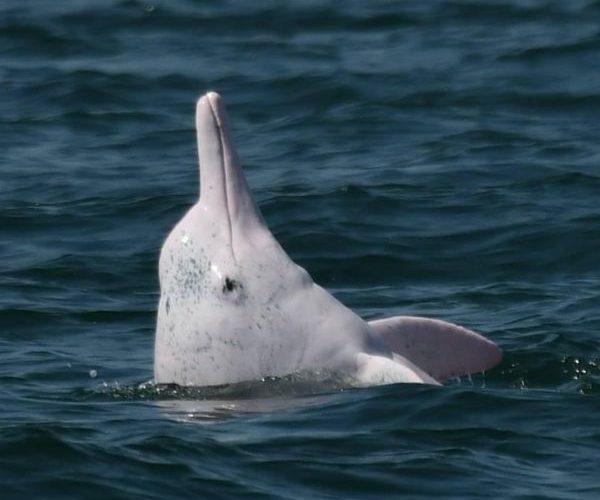 海保署4月遶境進香設攤與民眾同行 來自深海的祝福：廢棄漁網化身媽祖魚護身符1