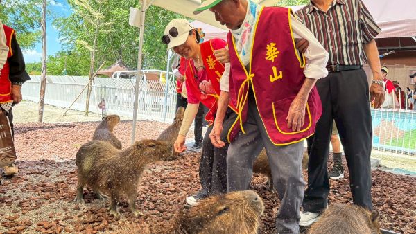 百歲人瑞邂逅水豚君 華山端午公益超療癒1
