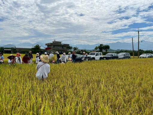 高雄客家米食節系列活動起跑 首推美濃食農小旅行 邀親子循著米香走進客庄1